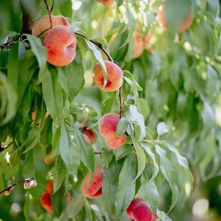 Casa De L'arbre 度假居 Aitona